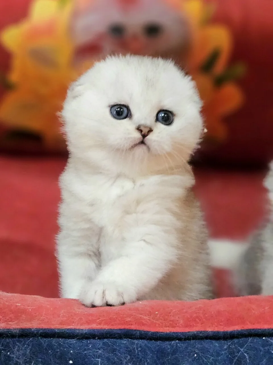 Енакиево.
