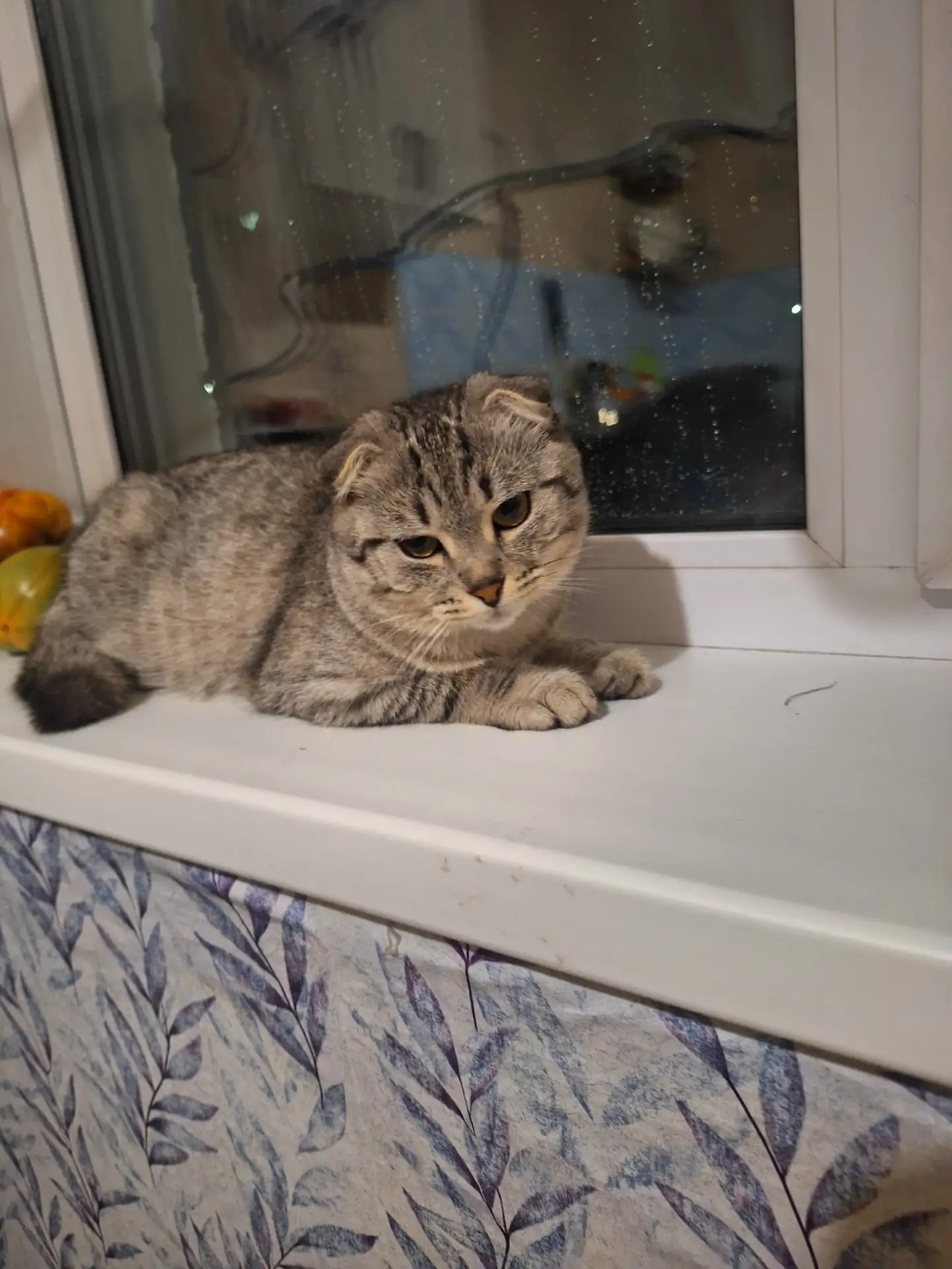 Пропал кот, по кличке Феликс ( Вислоухий).