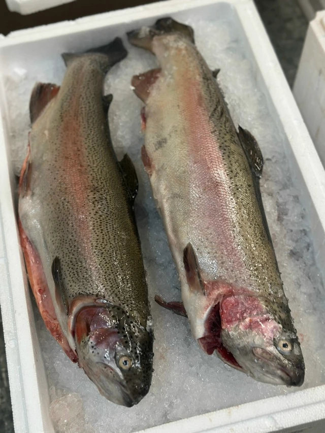 Свежая форель (потрошеная) 🐟