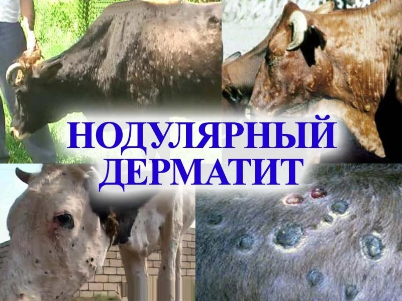 ❗️❗️❗️Режим повышенной готовности объявлен на территории Иркутского муниципального окру...