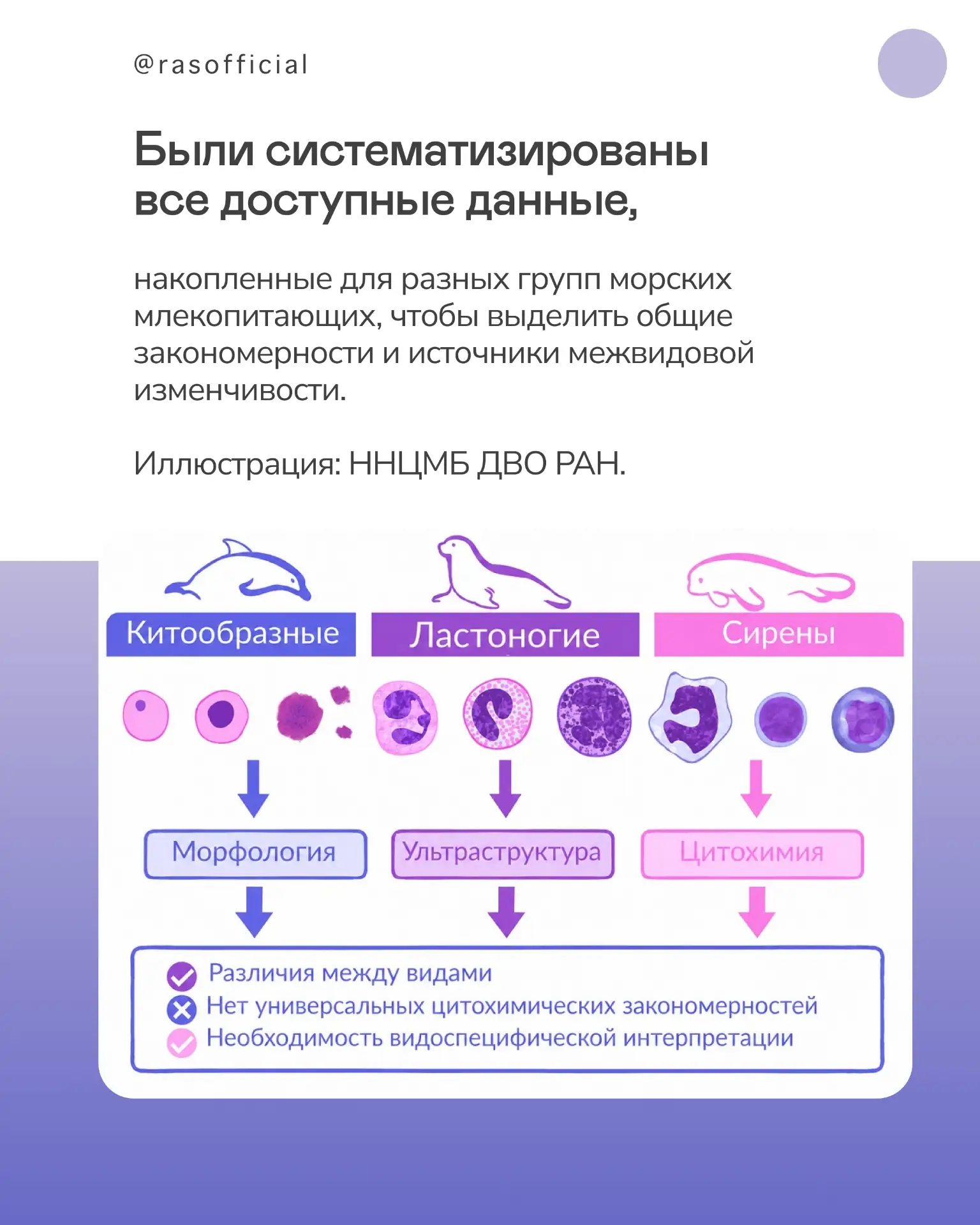 Учёные провели сравнительный обзор гематологических характеристик китообразных, ластоно...