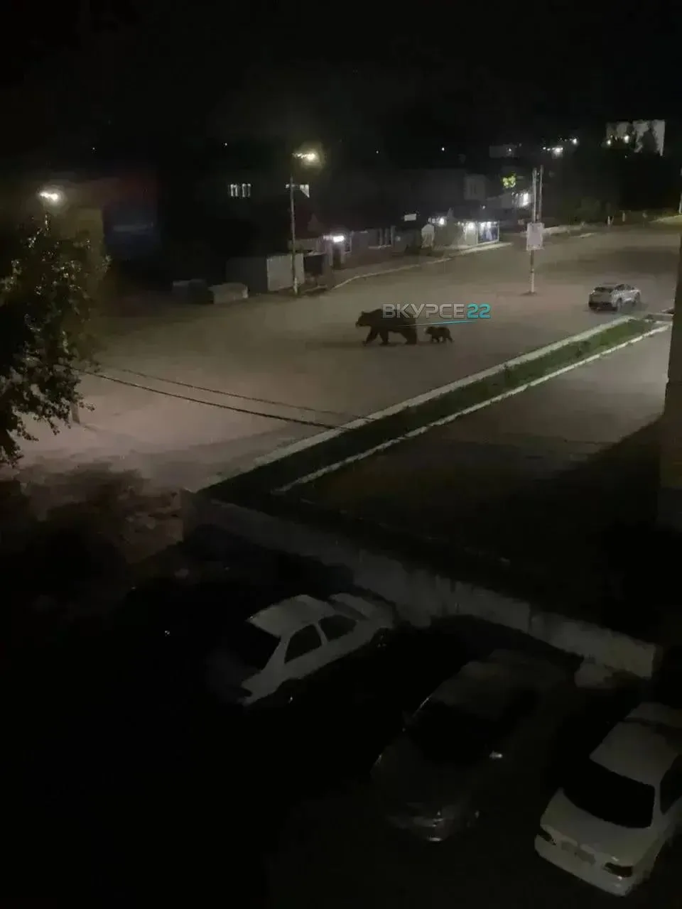 ⚡️🐻 В Заринске «заметили»медвежонка и медведицу
