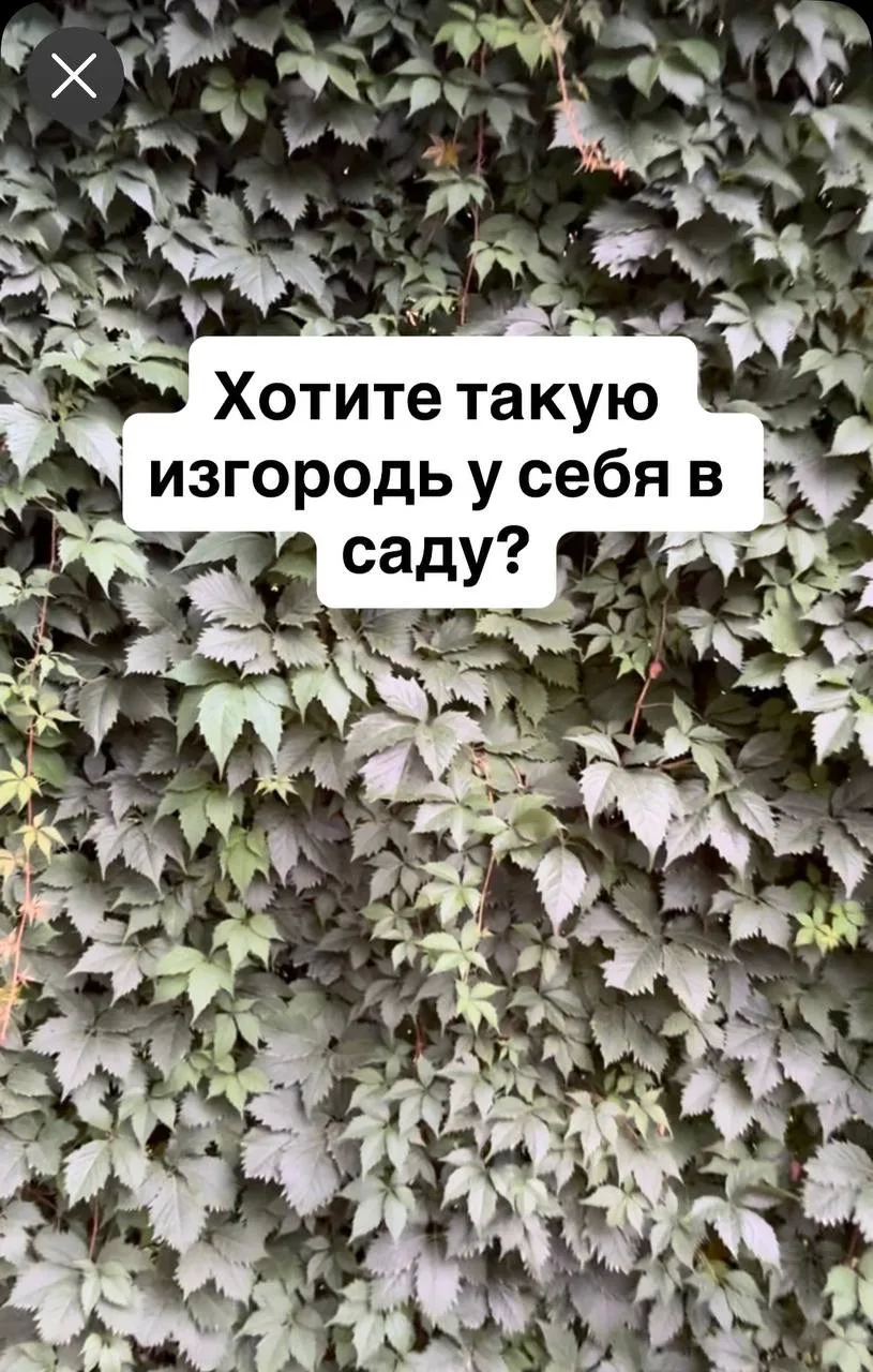 Жуткий агрессор!!!