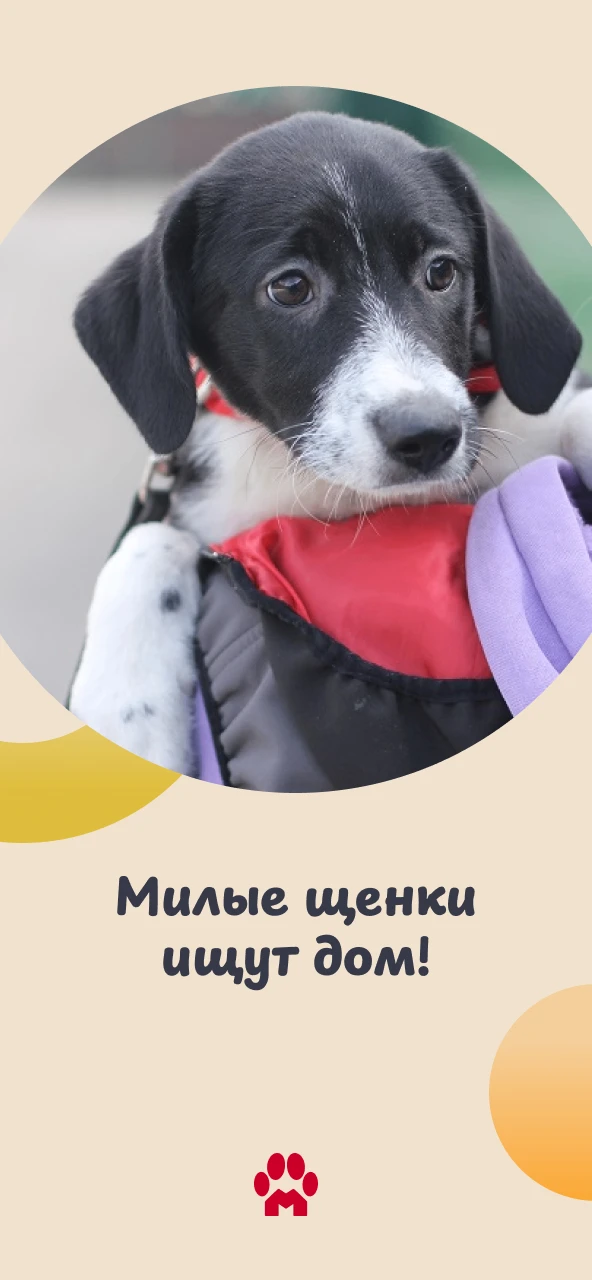 🐶 Спешим показать вам очаровательных щенков! Им всего по 3 месяца, и каждый малыш ждет...