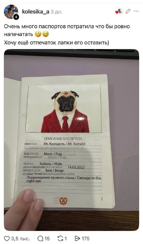 🥹 Хозяева начали вклеивать в ветпаспорта фото питомцев, как на настоящий документ