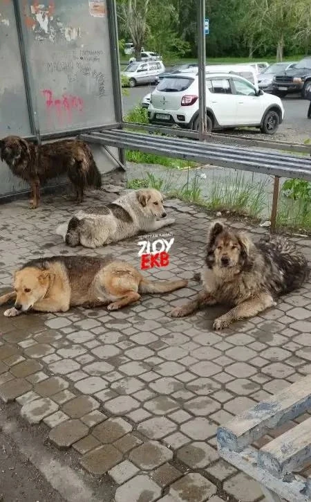 Сегодня на остановке на ЖБИ вот такие пассажиры ждут свой автобус)

Удивилась Юлия

Прислать новость