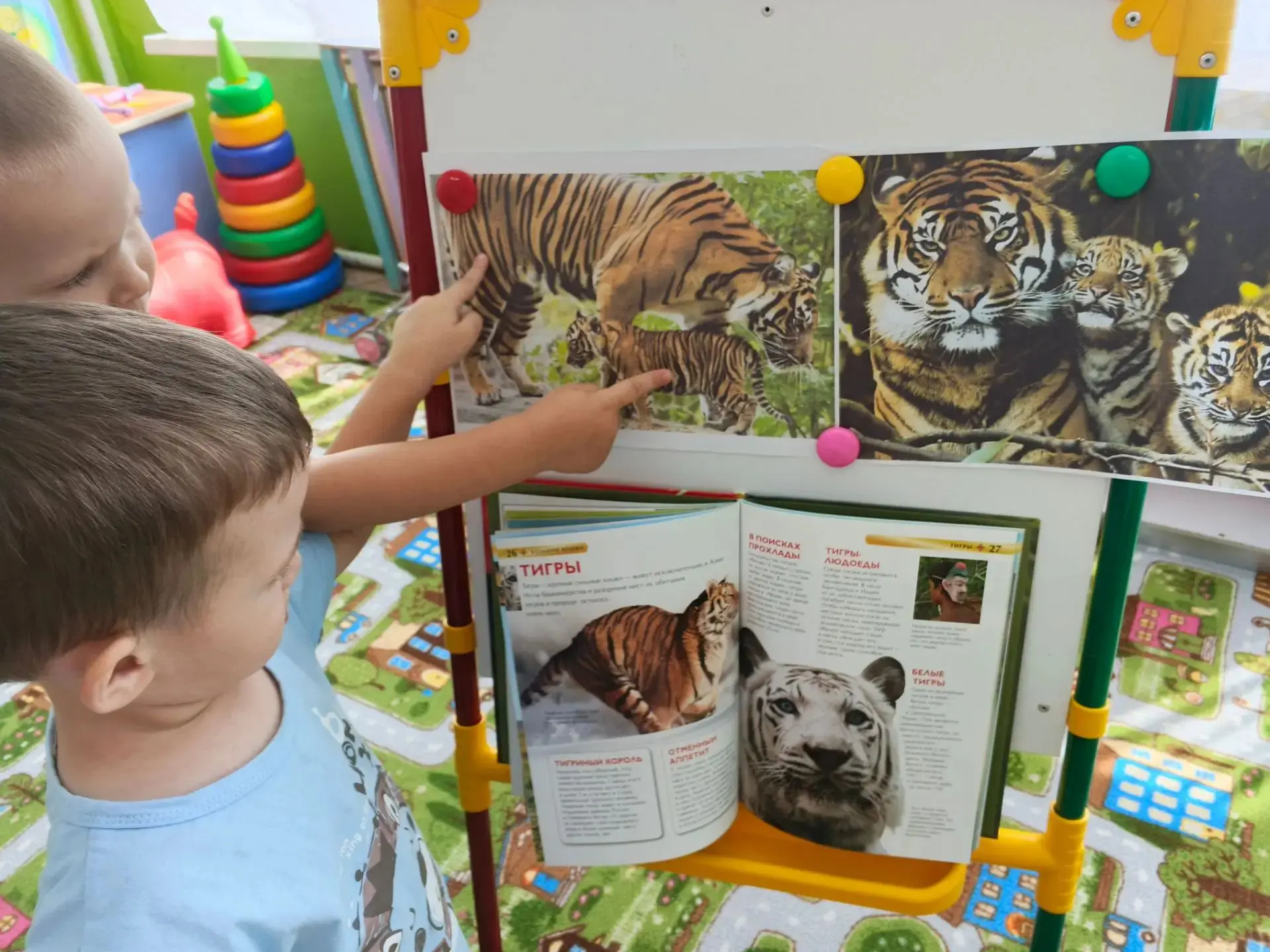 Маленькие защитники больших кошек 🐯