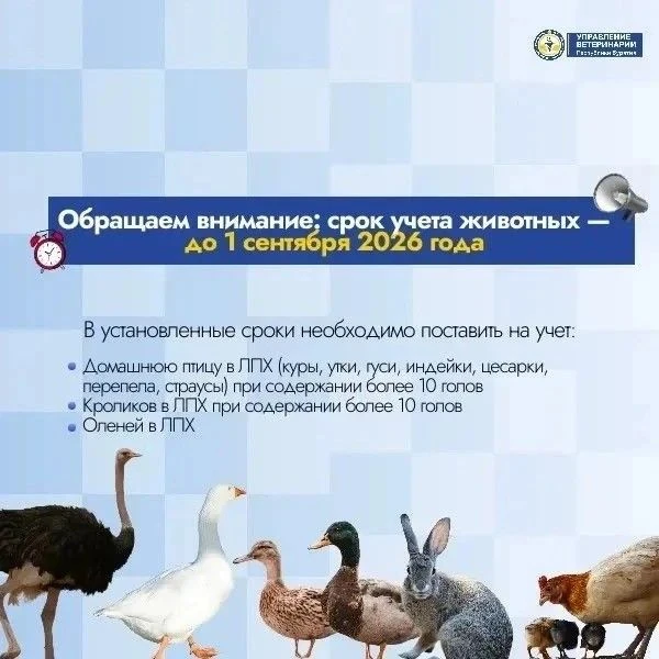 Продолжается работа по учету животных и птиц в федеральной системе Хорриот