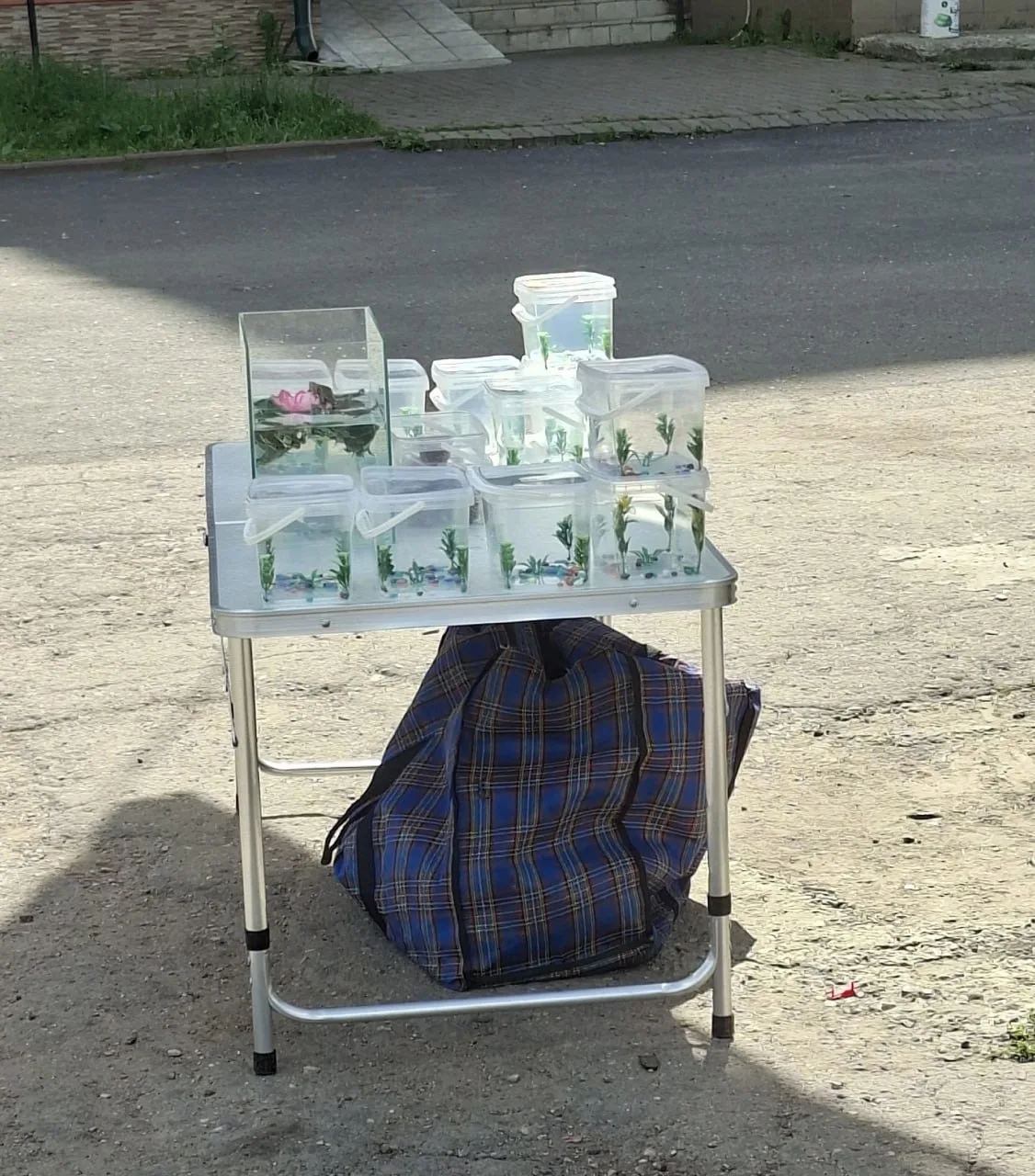 На улице женщина продает красноухих черепашек. В 1 маленькой емкости ПОД ПАЛЯЩИМ солнце...