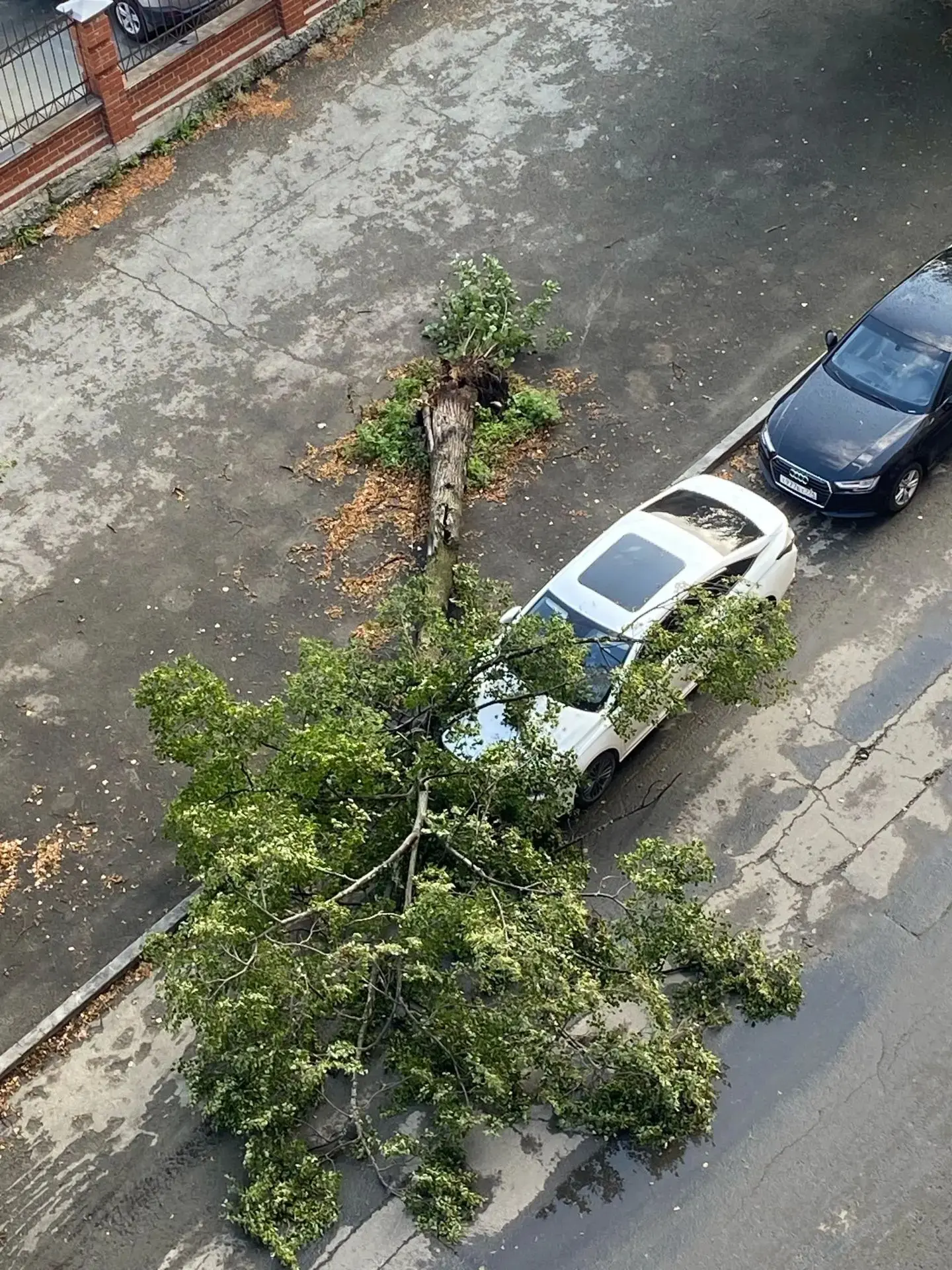 Сегодня ночью в Екатеринбурге, на улице Татищева, 88 упало дерево на машину во время грозы. Дерево б