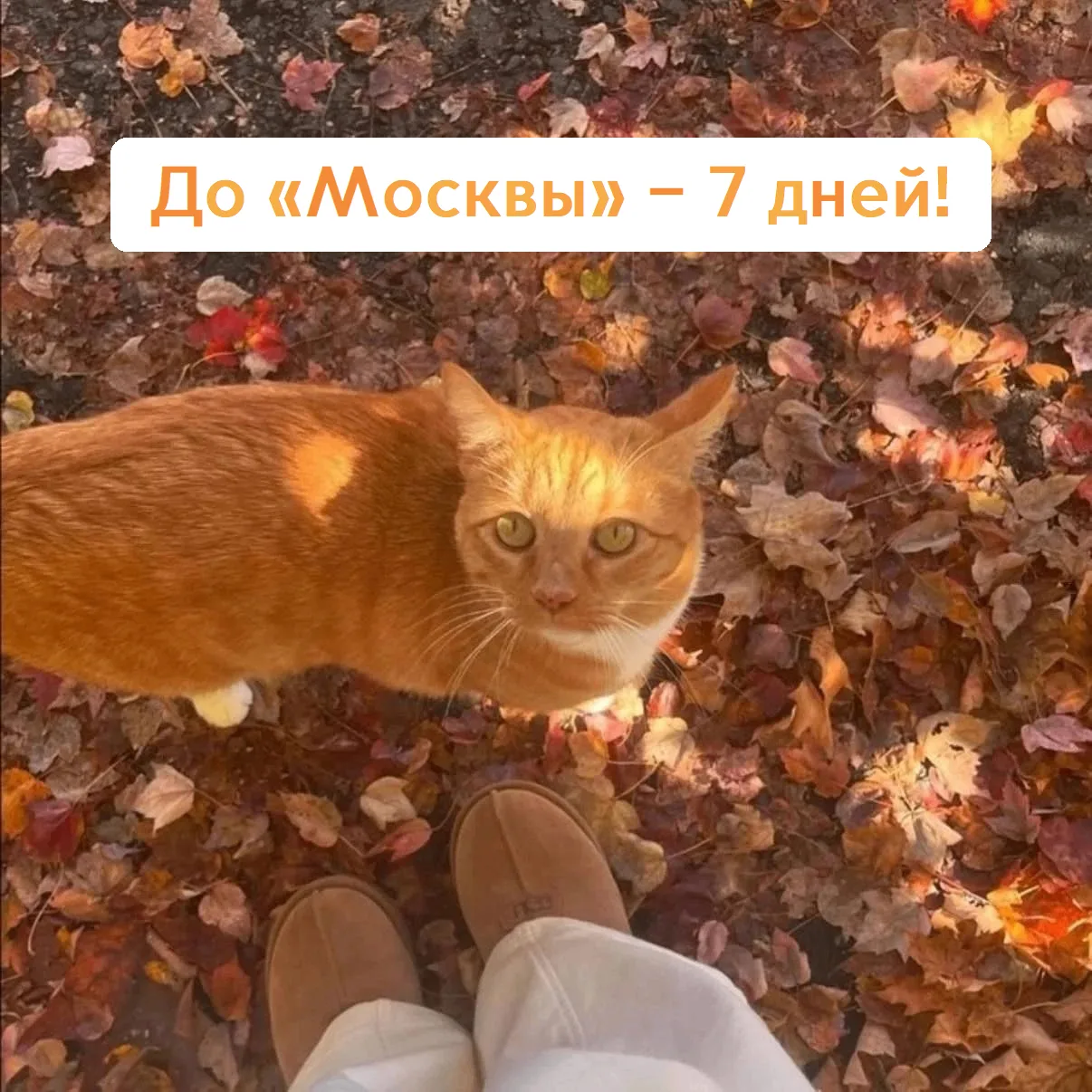 🍂Сегодня – день города Москвы! А мы напоминаем, что до другой «Москвы» – которая главн...