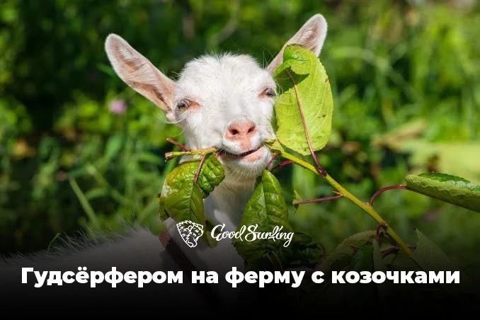 Всех, кто хочет отдохнуть от бешеного ритма города будут рады видеть в роли помощников ...