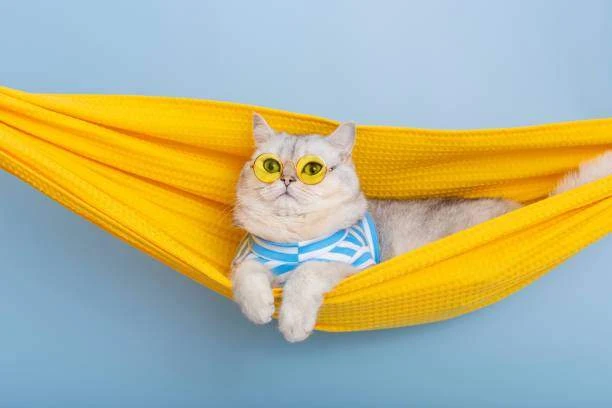 Как видят кошки