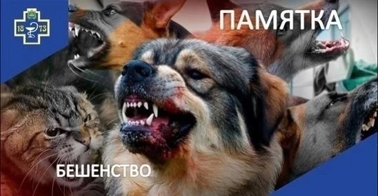 БЕШЕНСТВО: ПОЧЕМУ ВАКЦИНАЦИЯ — ЭТО НЕ ВЫБОР, А НЕОБХОДИМОСТЬ.