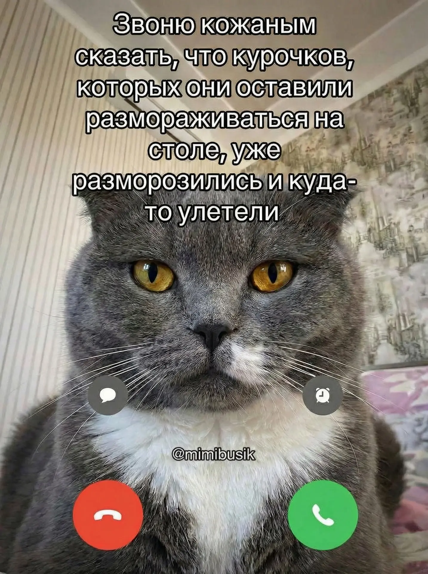 Алё, Наташ? Тут ЧП! Курица на столе внезапно ожила, отрастила крылья и улетела прямо мне в рот. Я са
