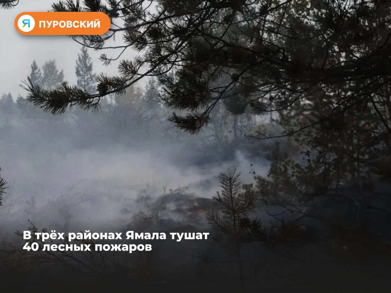 🧯В трёх районах Ямала тушат 40 лесных пожаров