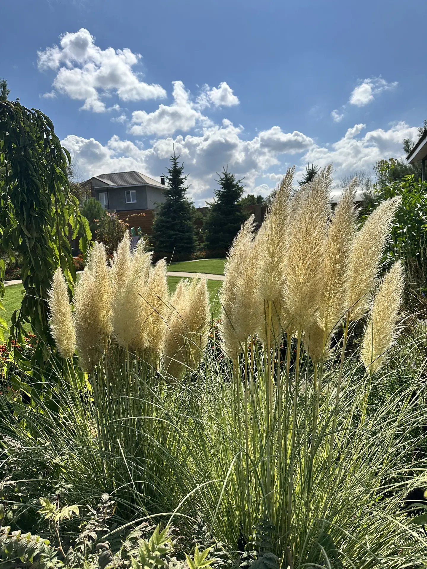 🌾 СОЛИТЕРЫ