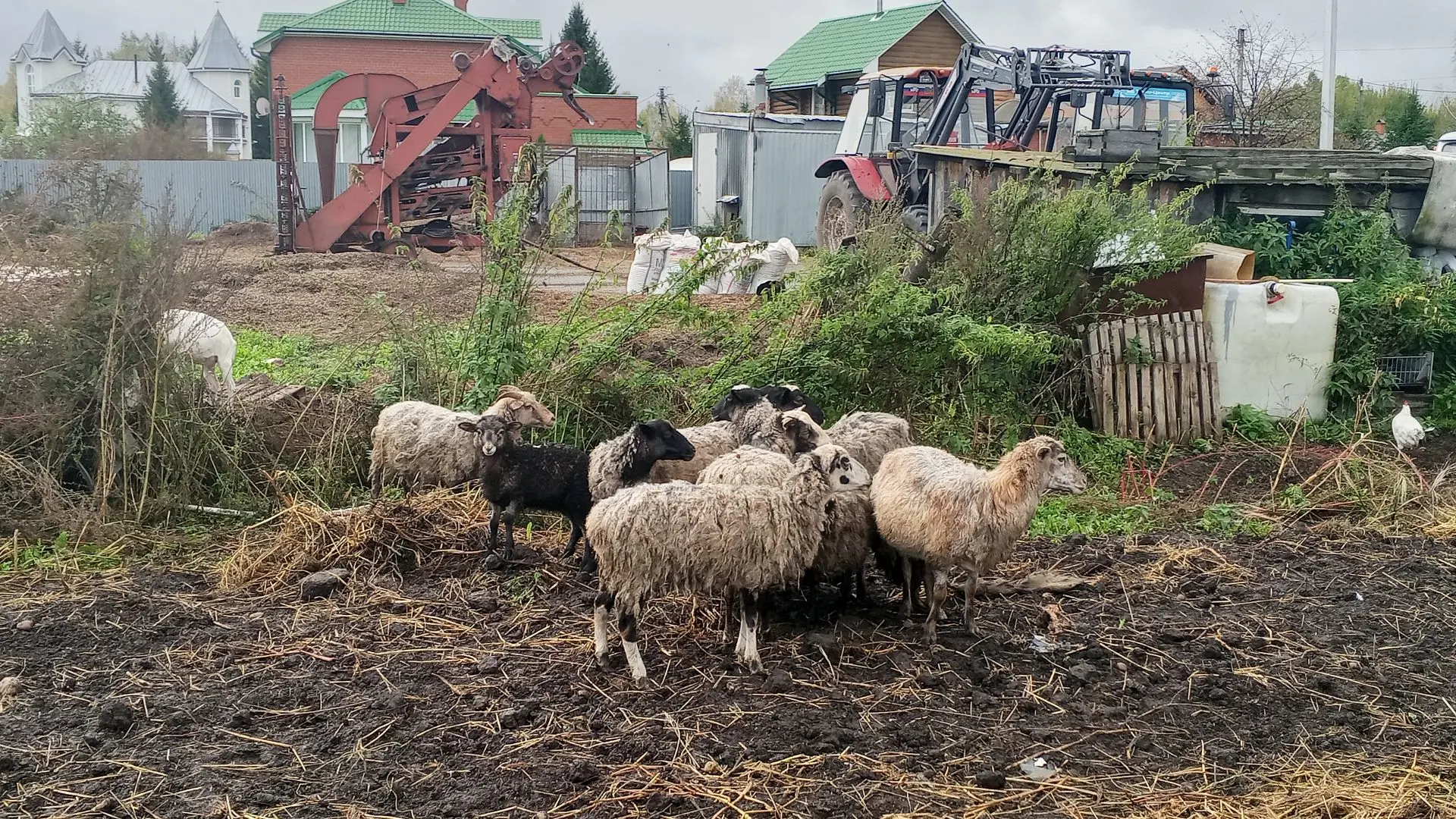 Продам баранов, овец, коз 350р кг живой вес. Оптом дешевле, по вопросам в лс или по тел...