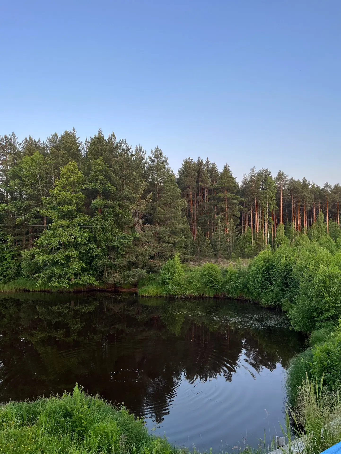 Картинки лета! 🌿🌼

Прогулялись перед сном, а вокруг такая красота! Глаза и сердце радуется. Телефо