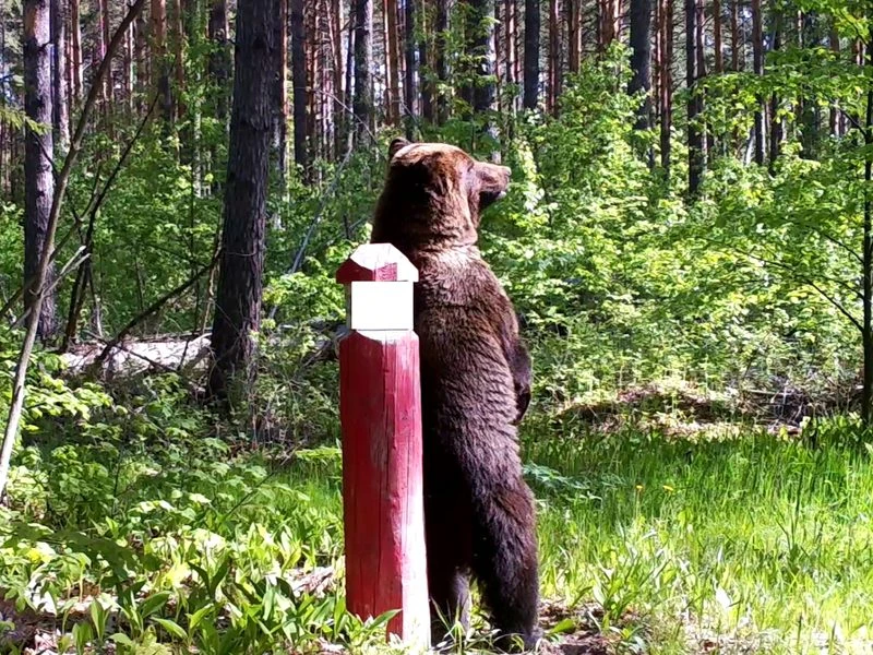 В одном из поселков Мордовии замечен медведь!