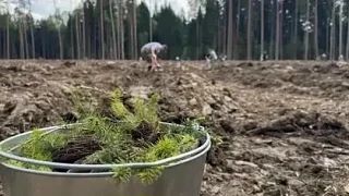 🌲 В ДНР до конца года высадят 405 тысяч сосен и акаций