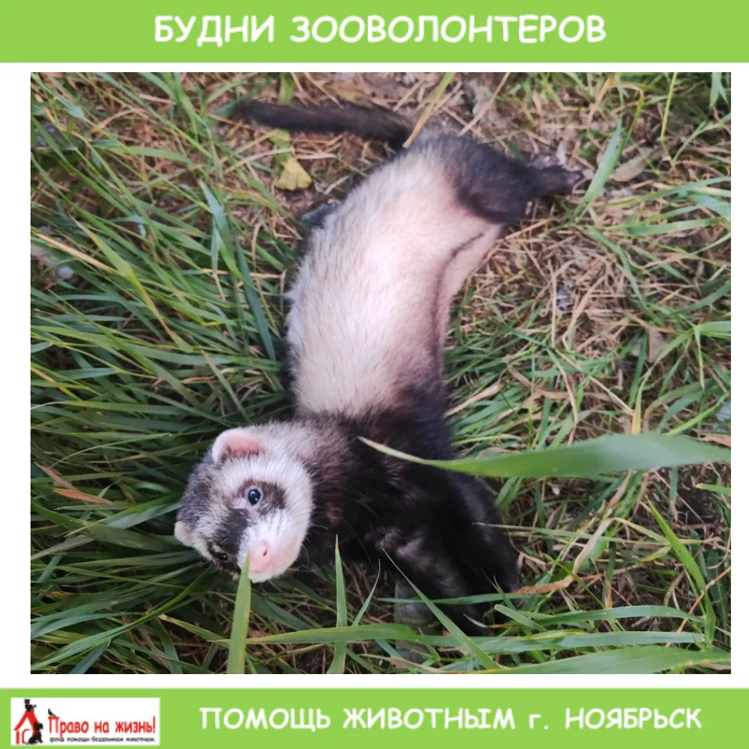 🐾 ИЗ БУДНЕЙ ЗООВОЛОНТЕРОВ: ну сколько можно говорить про окна....

Сегодня бдительная жительница за