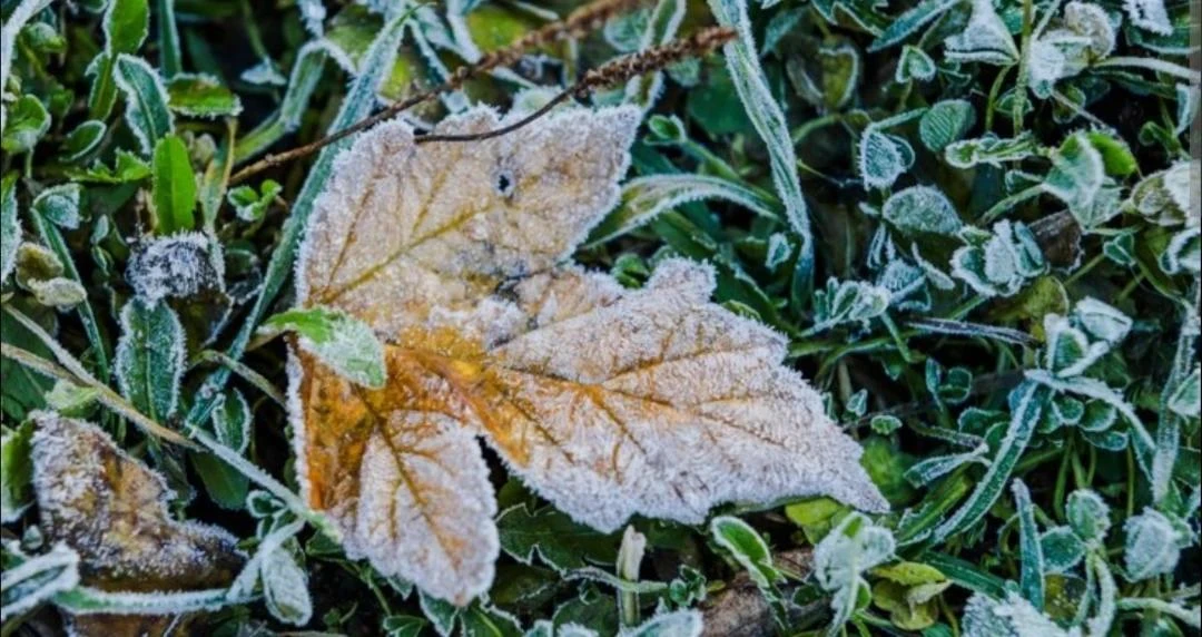 Заморозки в воздухе и на поверхности почвы 0°...-3° ожидаются местами в Ставропольском ...