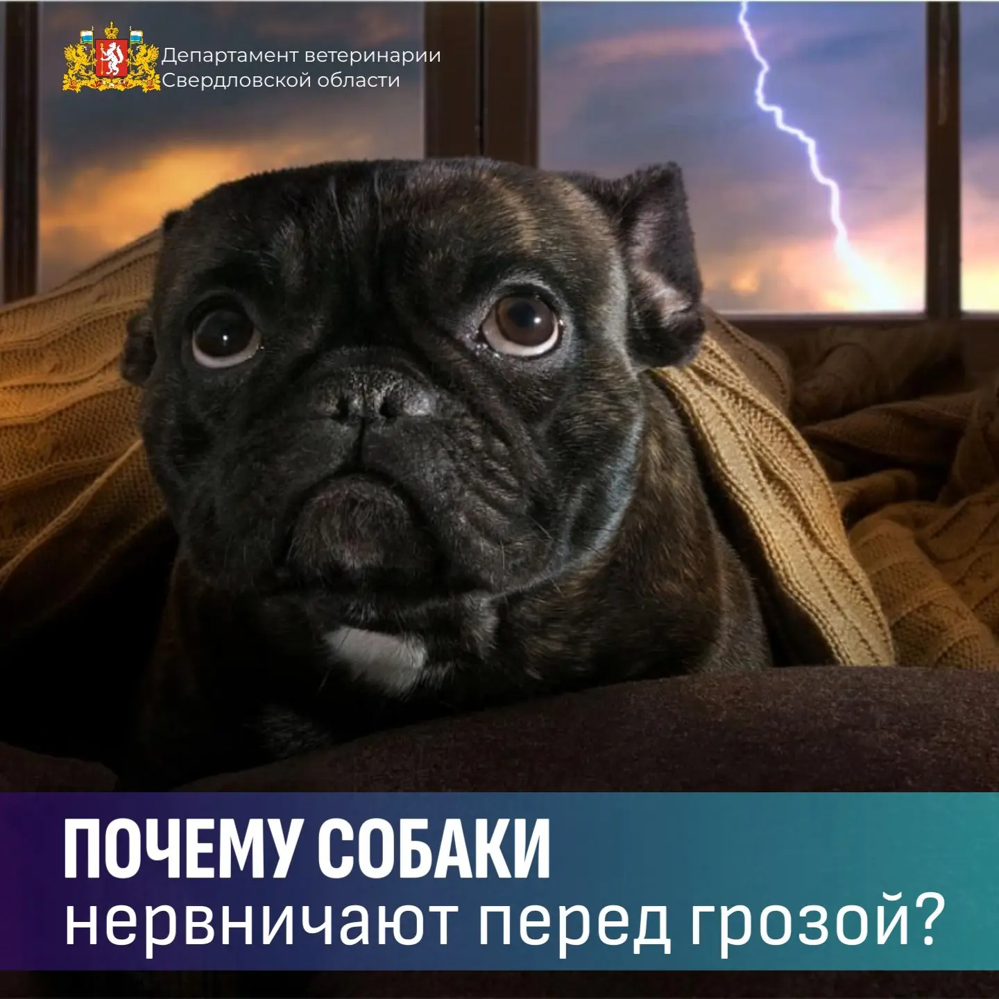 🐶  Почему собаки нервничают перед грозой? Разбираемся в причинах и подскажем, как помо...