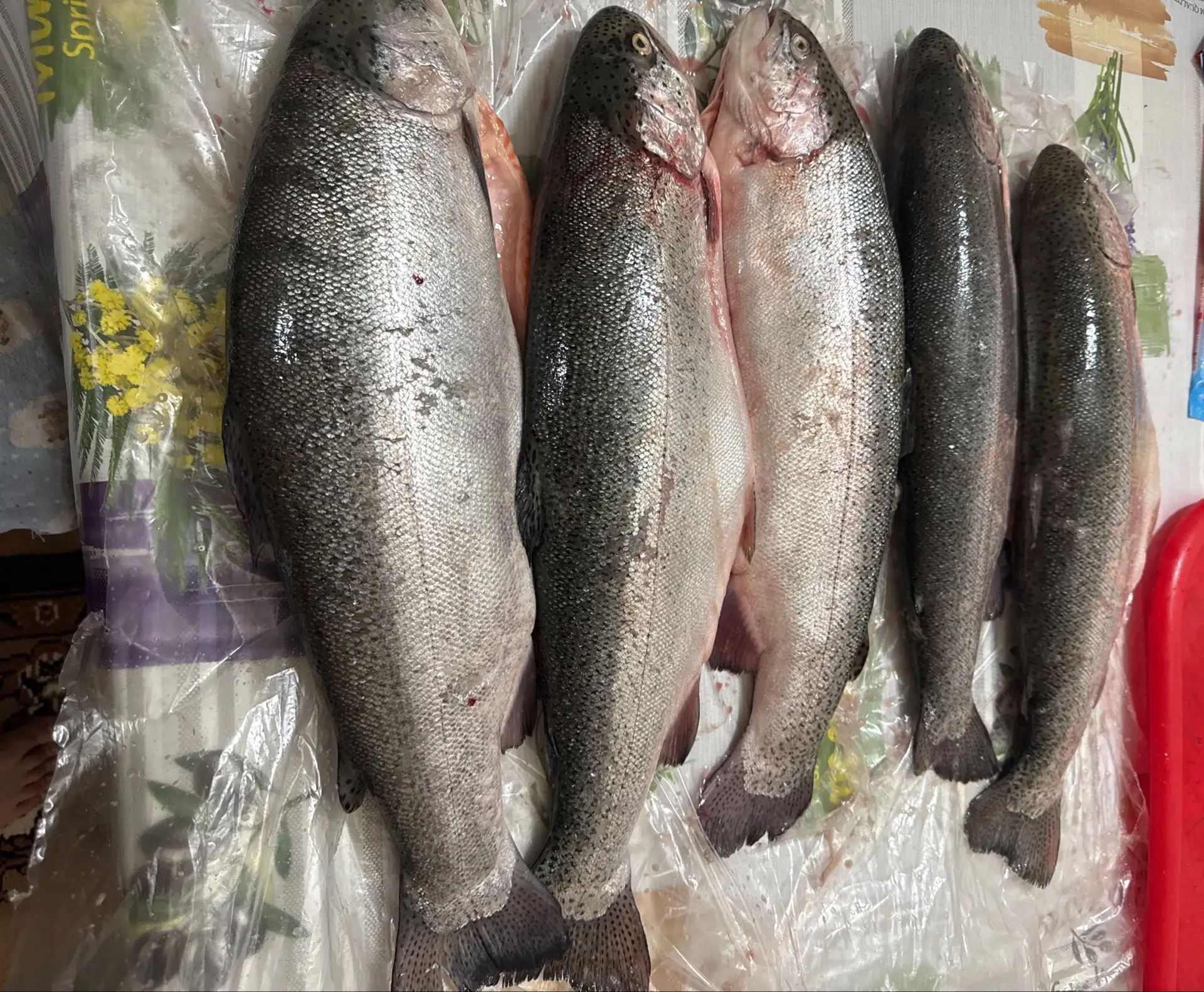 Пополнил Егору Сергеевичу запас форели на месяц 😁