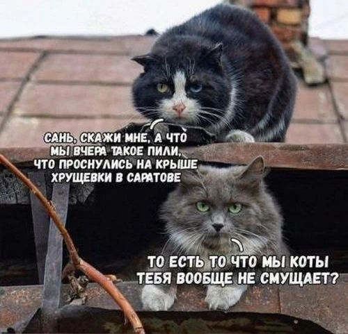Подписаться на канал: "Котики"🧶🐈
