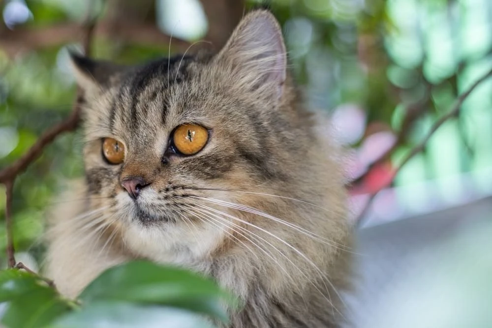 😼 Прививки для кошек: что, зачем и когда — полный гид для владельцев

Заводя кошку, вы берёте на се