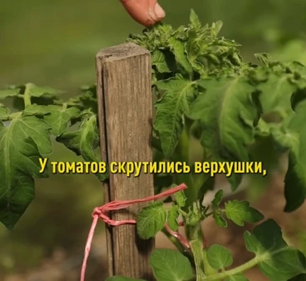 У томатов скрутились верхушки, стебли толстые, листья большие?

Это не болезнь. Это жирование — пере