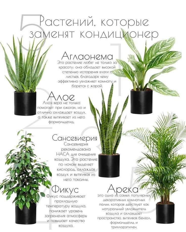 Домашний ботаник🪴