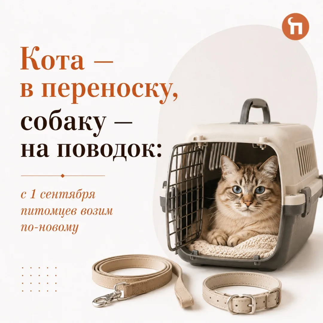 😮Собрались с хвостатым в дорогу? Запоминаем новые правила.