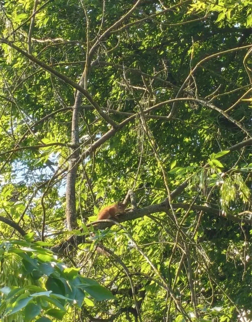🐿️