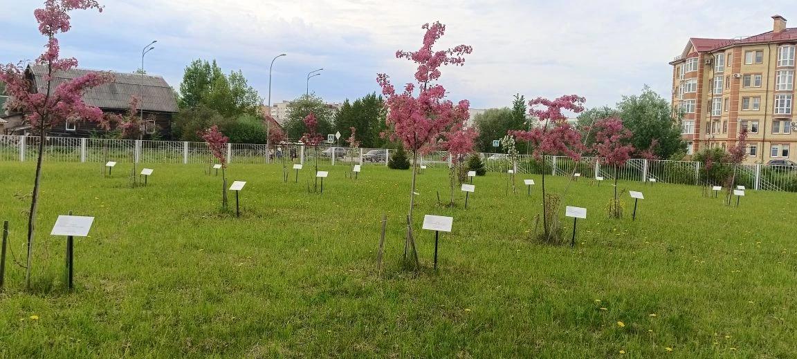 🌸 В школе цветёт «Сад памяти»  В нашей школе зацвёл «Сад памяти» — и это по-настоящему трогательное 