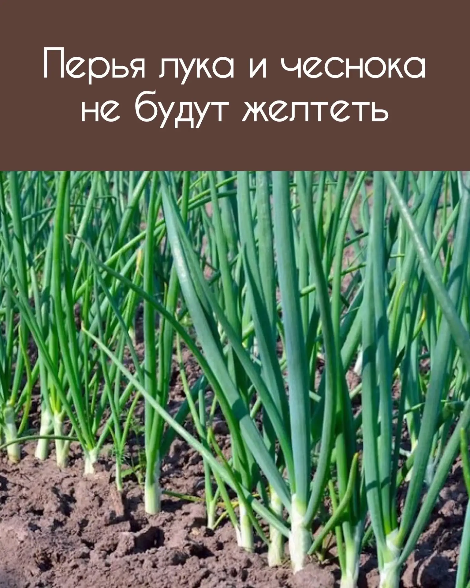ЛУК И ЧЕСНОК БОЛЬШЕ НЕ ЖЕЛТЕЮТ В ИЮНЕ: РАССКАЗЫВАЮ, ЧЕМ ПОЛИВАЮ И ПОДКАРМЛИВАЮ

Каждый июнь у меня н