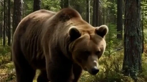 Два медведя подошли к ресторану на Красной Поляне в Сочи