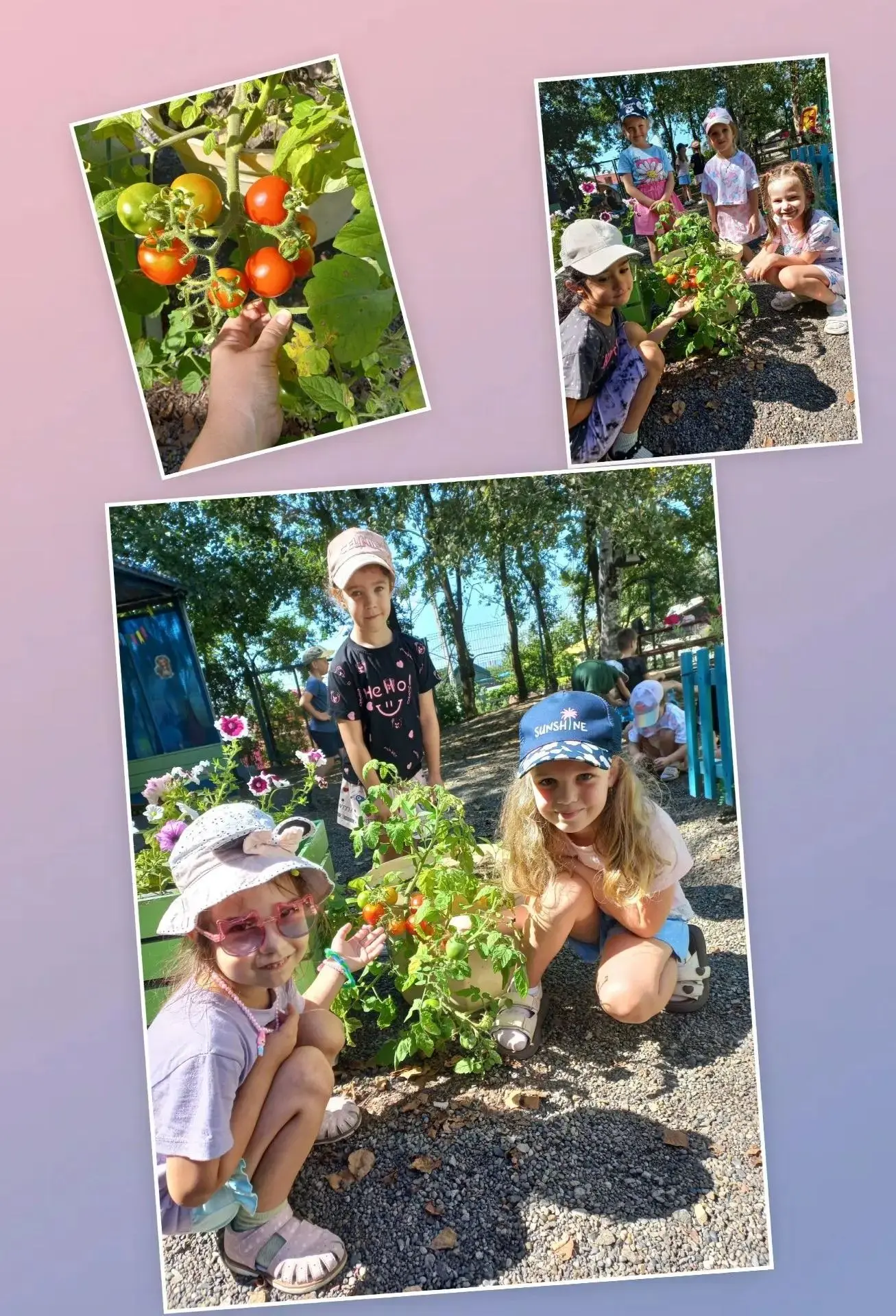Урожай от группы №5! 🍅 Ребята из подготовительной группы вырастили на своем участке во...
