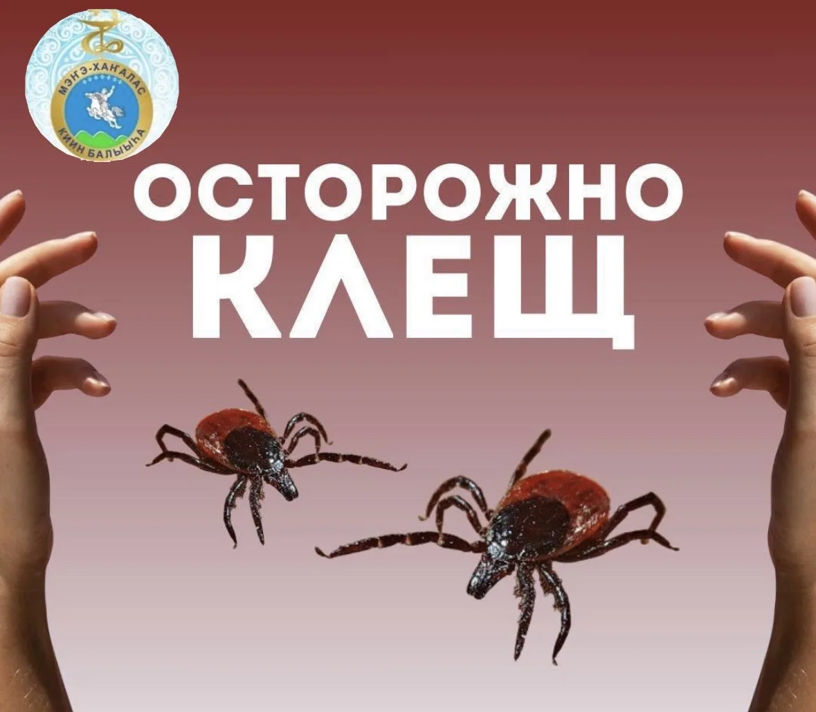 ‼️Сезон клещей в разгаре — берегите себя!