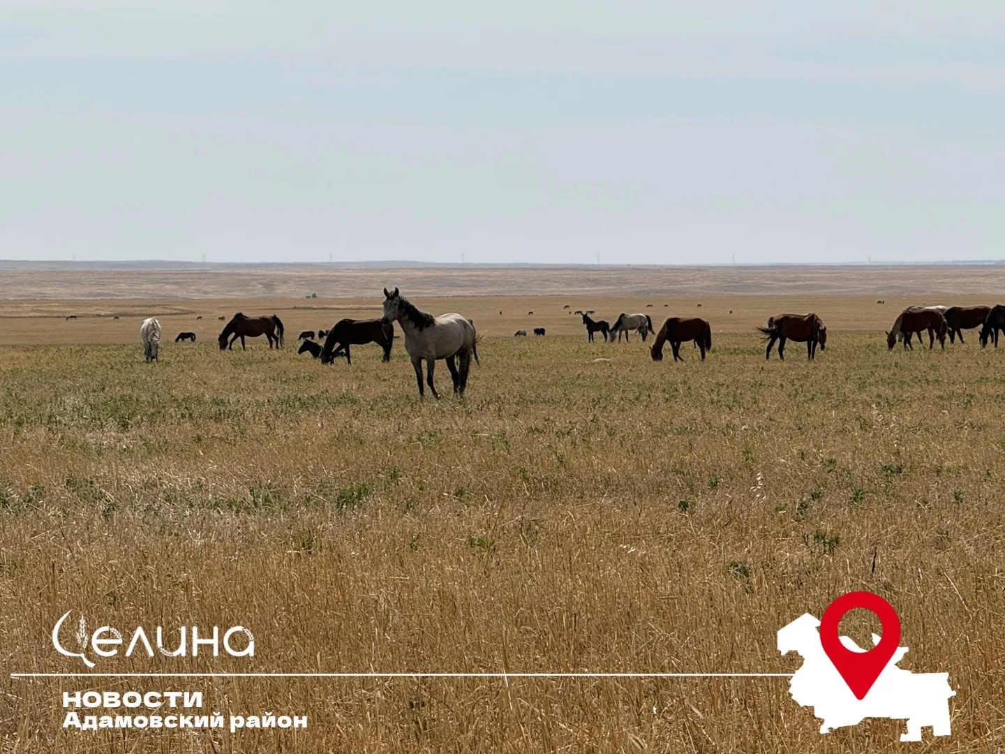 4 октября отмечается Всемирный день животных