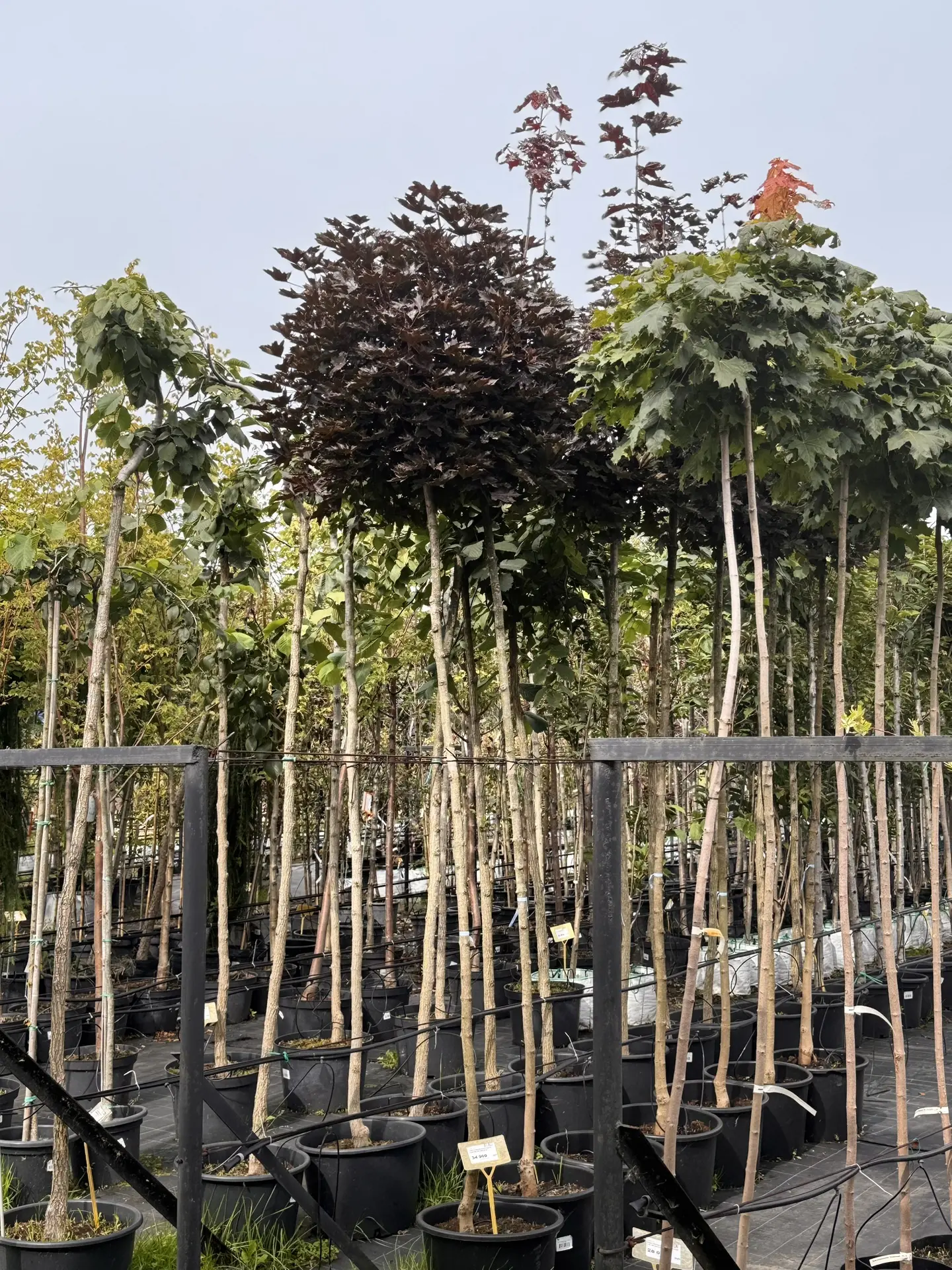 Последний день акции 🌿-20% на лиственные деревья🌿