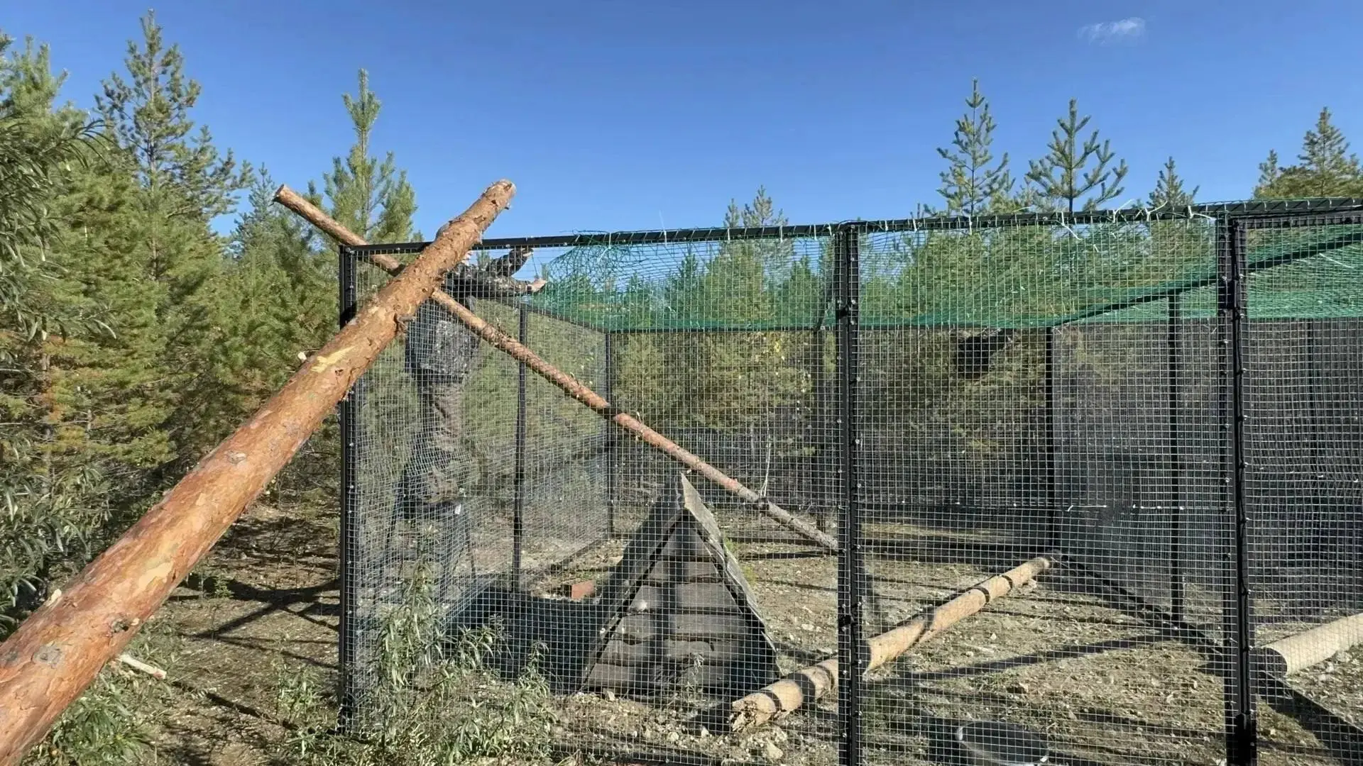 В Свердловской области на волю выпустили трех краснокнижных филинов. Птенцы месяц жили ...