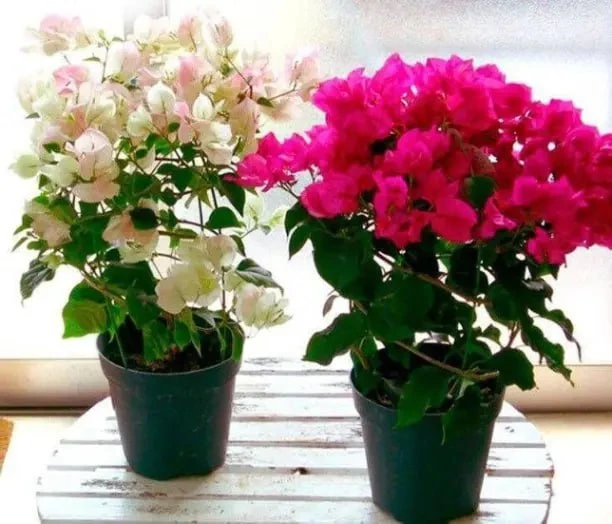 🌸 Питательность и легкость почвы – то, что надо для бугенвиллии