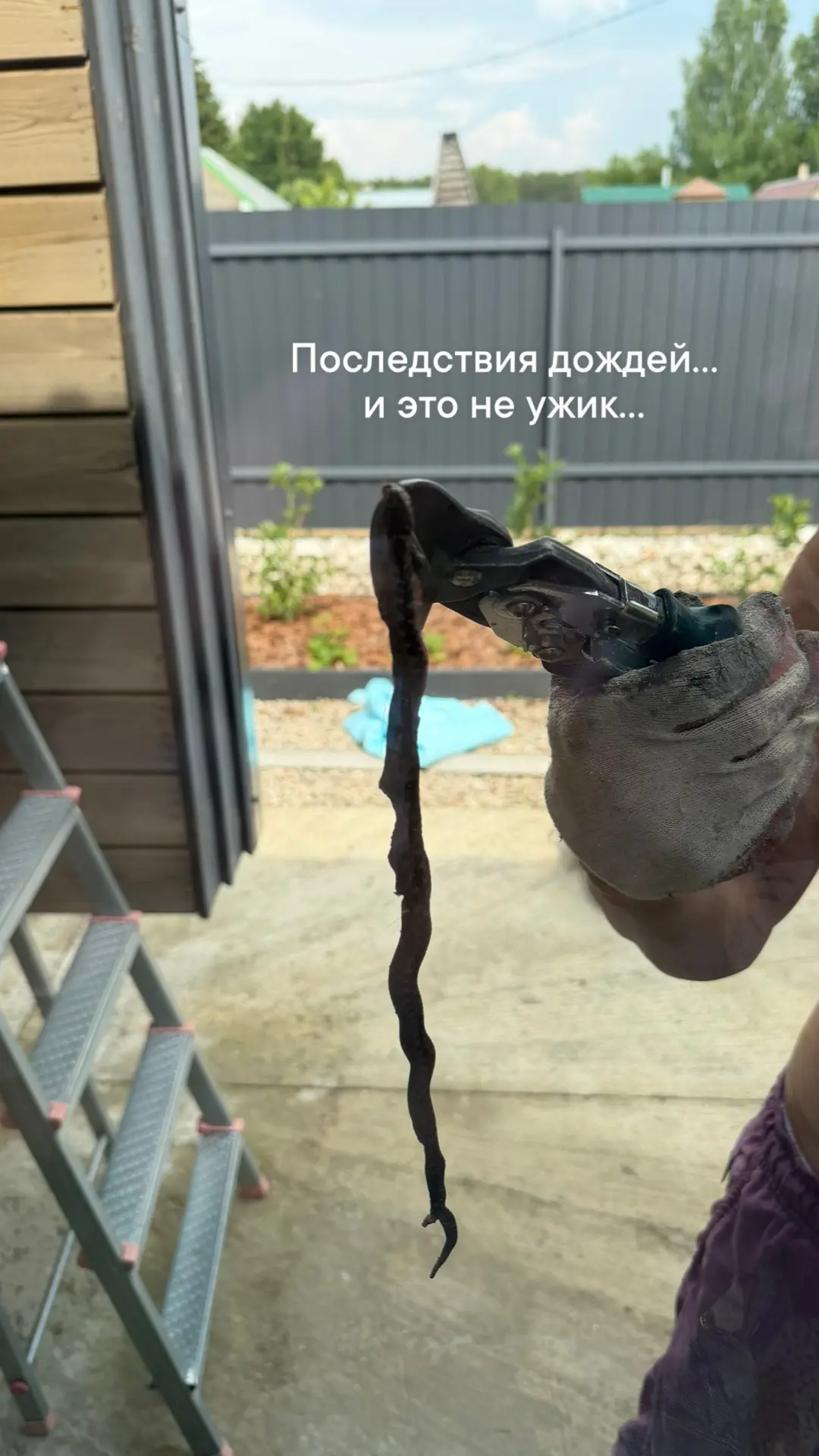 Такие гости у нас впервые на участке… жабы, ящерицы, всякие жучки, паучки, мышки, птички😁 целая эко