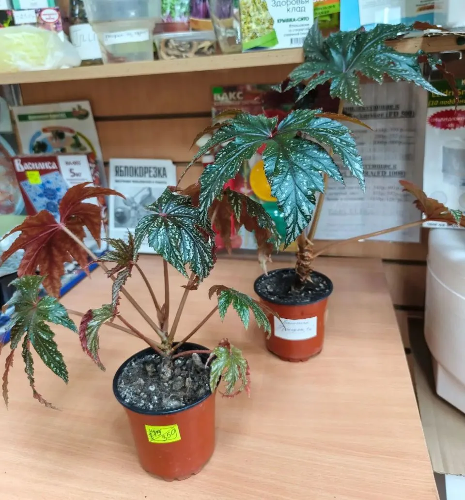 Комнатные растения в нашем ассортименте 🪴🌵.
Сейчас в наличии несколько бегоний декоративно - листв