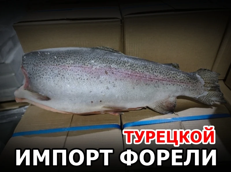 🐟 Российский импорт турецкой форели продолжает расти