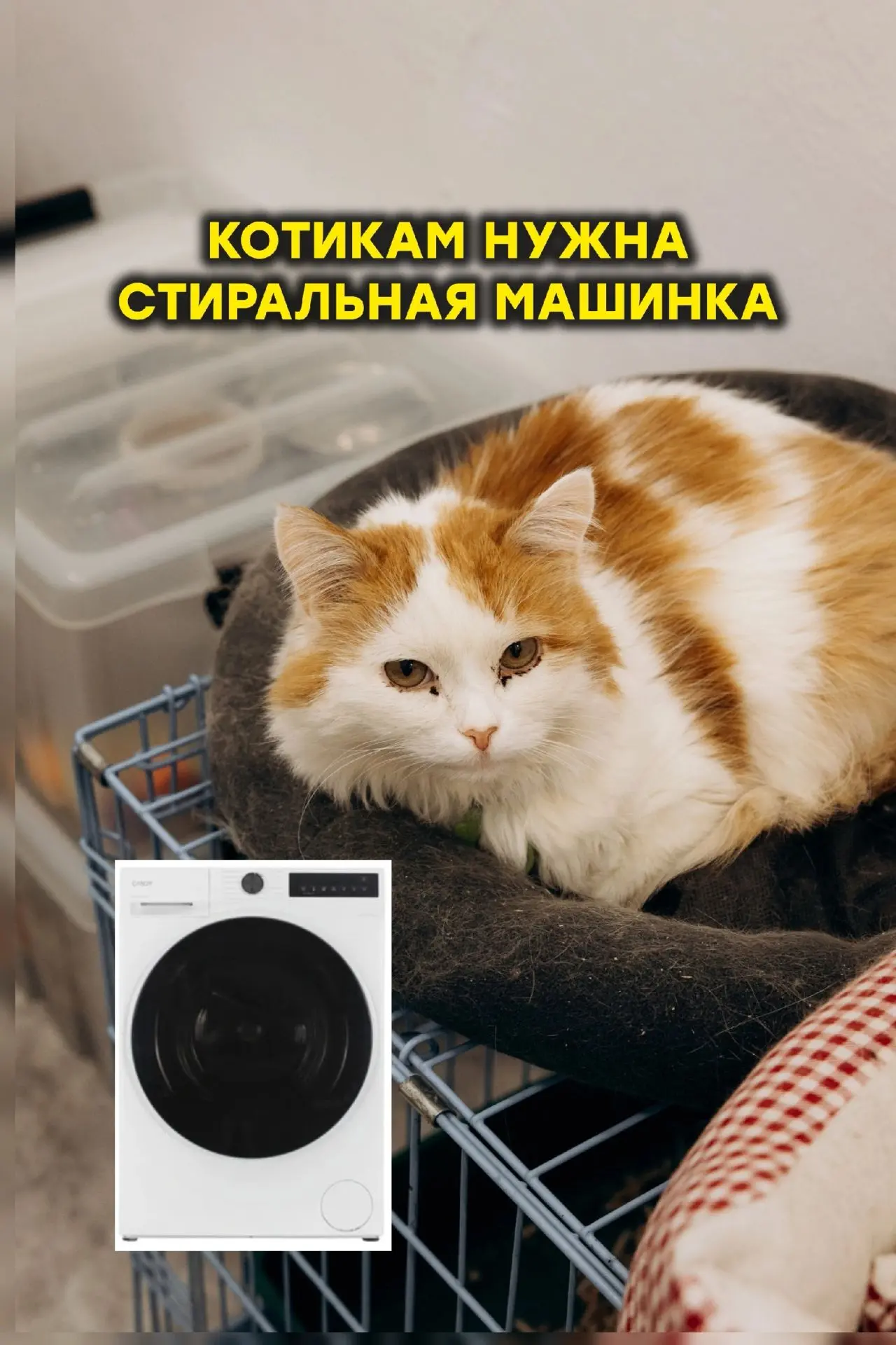 Котикам очень  нужна стиральная машинка!