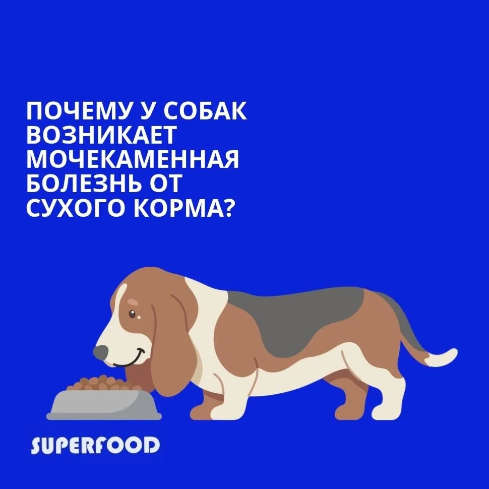 Делай заказ натурального корма через бота в максе🤩