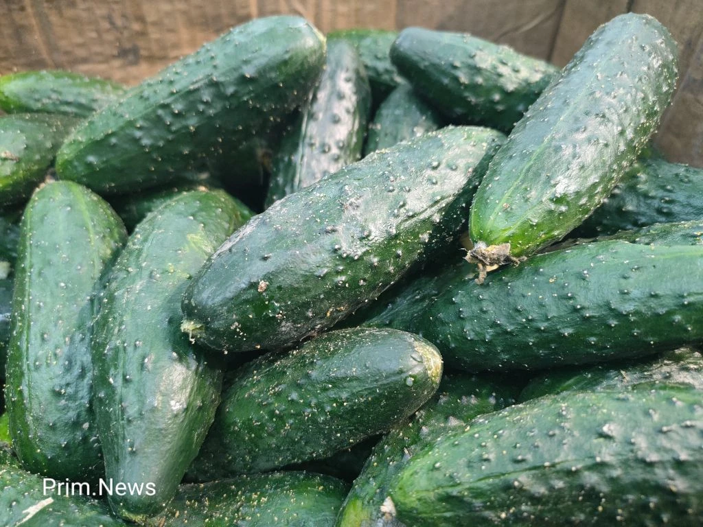 🥒 В Приморье в местных огурцах выявили превышение нитратов в два раза

В Россельхознадзоре рассказа